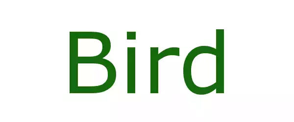 Producent BIRD