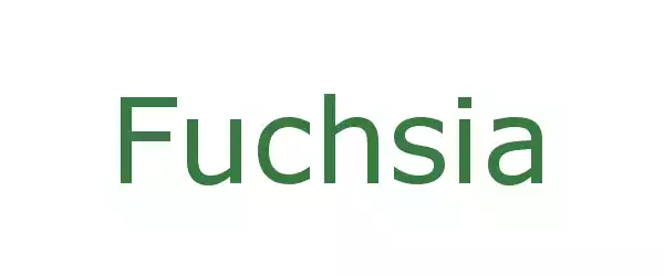 Producent Fuchsia