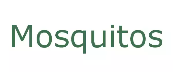 Producent Mosquitos
